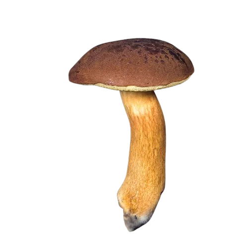 bolet bai