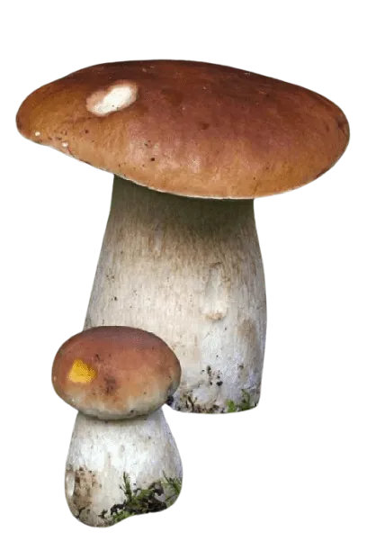 cèpe bronzé