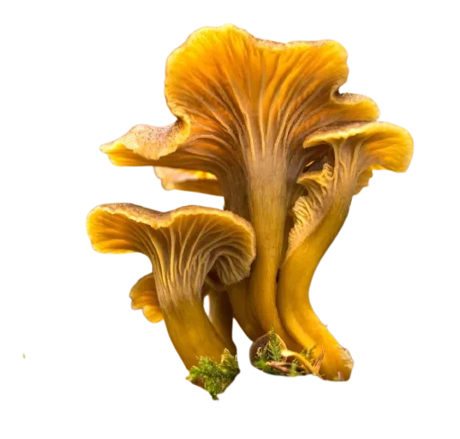 chanterelle en tube