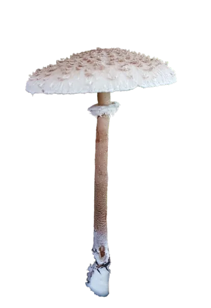 coulemelle