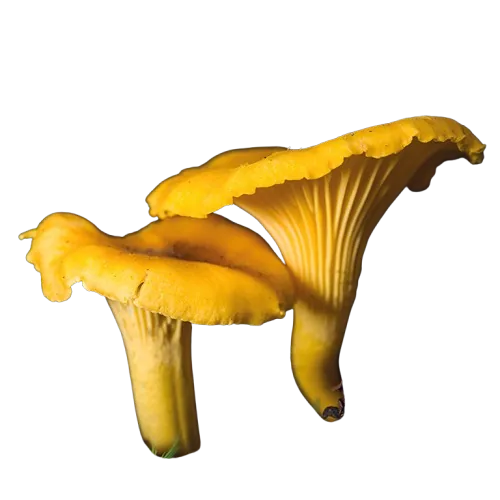 girolle