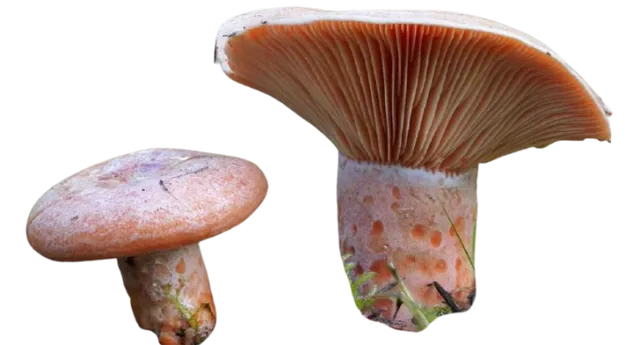 lactaire délicieux