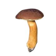 bay bolete