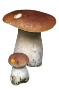 bronze bolete