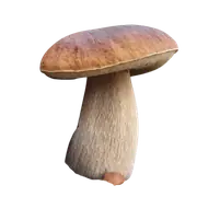 cep