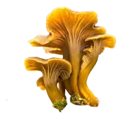 winter chanterelle