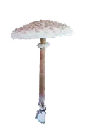 parasol