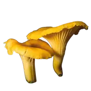 chanterelle