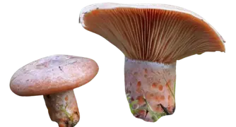 saffron milk cap