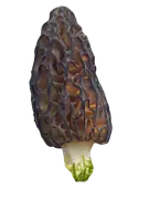 common morel