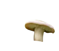 St George's mushroom