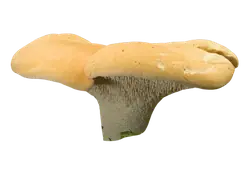 hedgehog mushroom