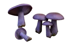 wood blewit