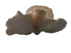 oyster mushroom