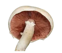 field mushroom