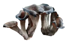 horn of plenty