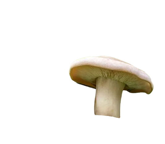 mousseron