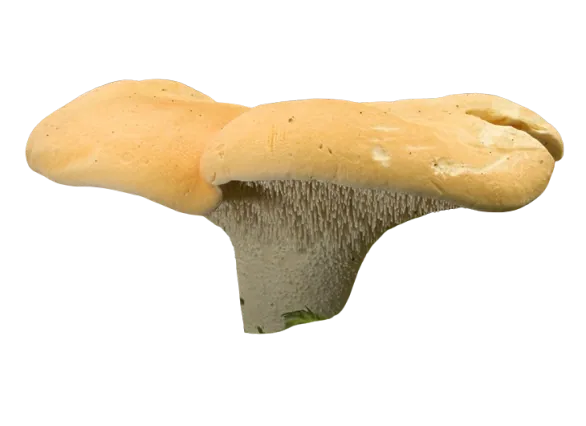 pied-de-mouton