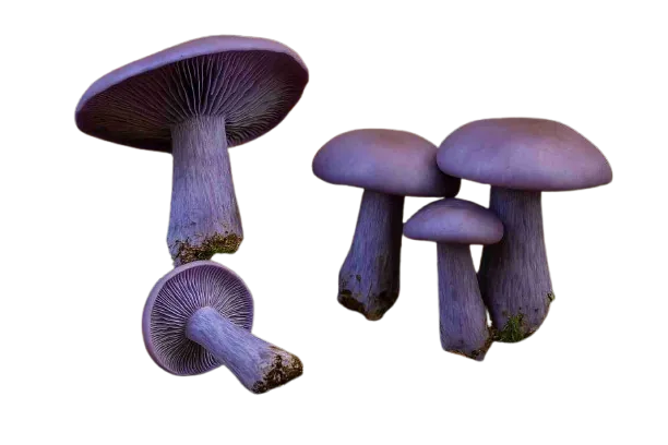 pied-bleu