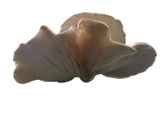 pleurote en huître