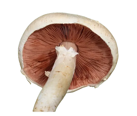 rosé des prés