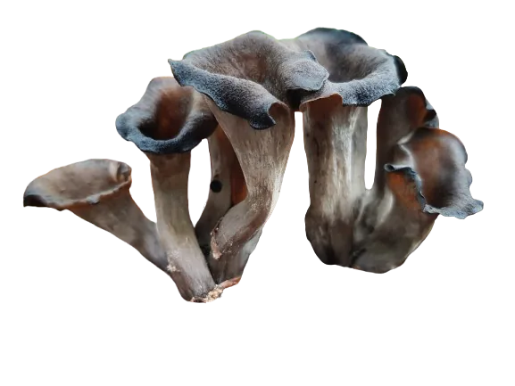 trompette de la mort